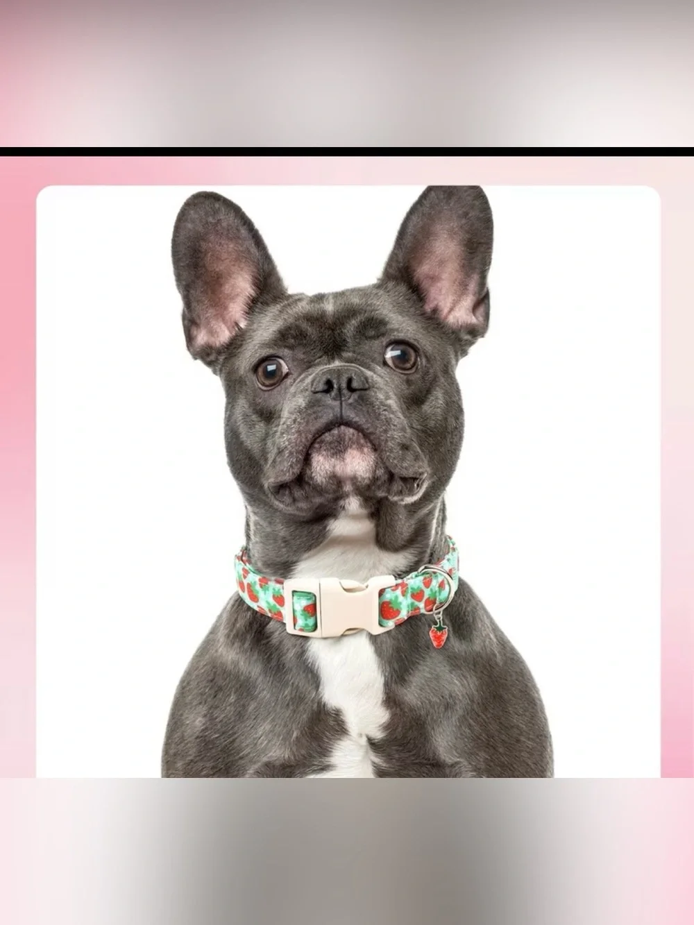 Strawberry Print Dog Collar - Mint Green. Sizes M & L